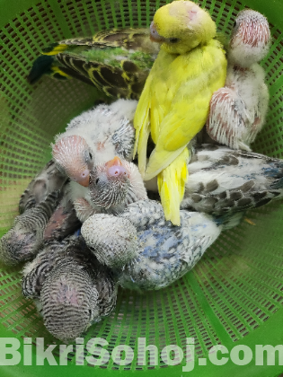 Budgerigar/ বাজরিগার